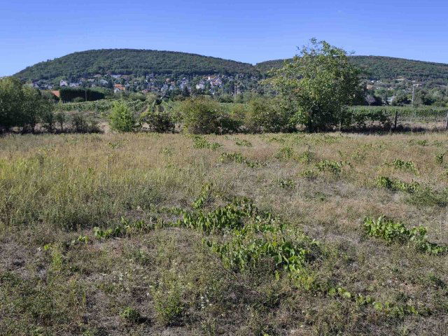 Eladó telek, Csopakon 170 M Ft / költözzbe.hu