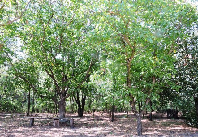 Eladó mezogazdasagi ingatlan, Kunadacson 19.9 M Ft