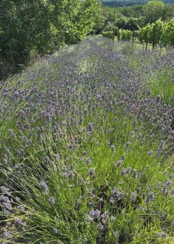 Eladó mezogazdasagi ingatlan, Vértesszőlősön 7 M Ft