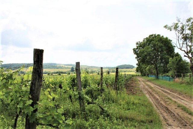 Eladó telek, Balatoncsicsón 25.18 M Ft / költözzbe.hu