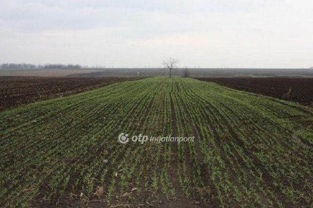 Eladó mezogazdasagi ingatlan, Budapesten, XXIII. kerületben