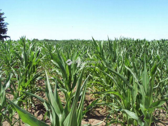 Eladó telek, Abában 15.9 M Ft / költözzbe.hu