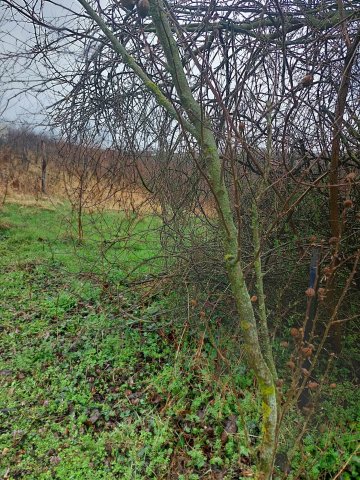 Eladó telek, Szőlősgyörökön 9.9 M Ft / költözzbe.hu