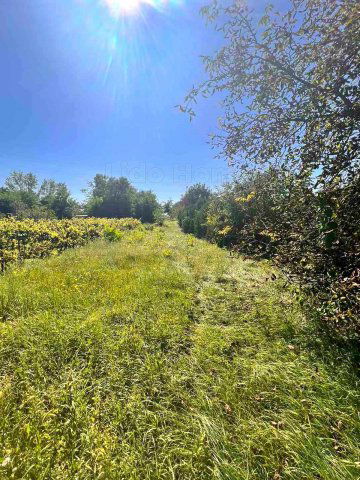 Eladó mezogazdasagi ingatlan, Győrött 8.5 M Ft