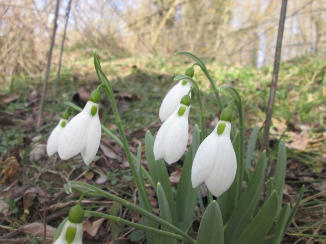 Eladó téglalakás, Gödöllőn 79.9 M Ft, 2+1 szobás