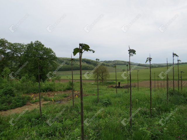 Eladó telek, Babosdöbrétén 4 M Ft / költözzbe.hu