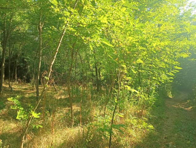 Eladó telek, Zalaszentgróton 4.5 M Ft / költözzbe.hu
