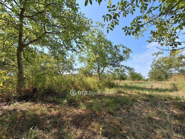 Eladó mezogazdasagi ingatlan, Cegléden 99.99 M Ft