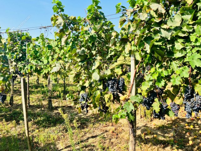 Eladó telek, Alsópáhokon 10.5 M Ft / költözzbe.hu