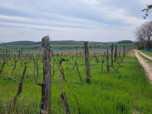 Eladó mezogazdasagi ingatlan, Balatoncsicsón 25 M Ft