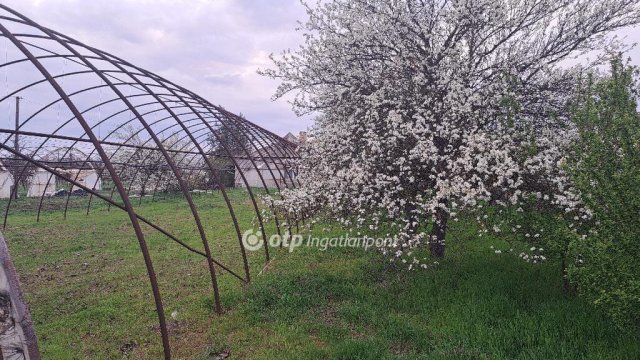 Eladó családi ház, Nagybánhegyesen 15 M Ft, 4 szobás