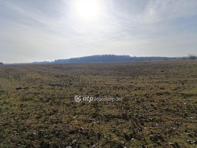 Eladó mezogazdasagi ingatlan, Bácsalmáson 728 M Ft