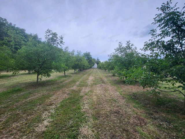 Eladó mezogazdasagi ingatlan, Mándon 21 M Ft