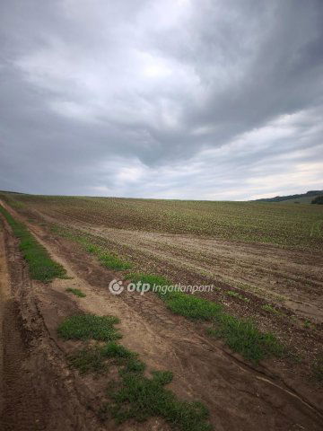 Eladó mezogazdasagi ingatlan, Homrogdon 7 M Ft