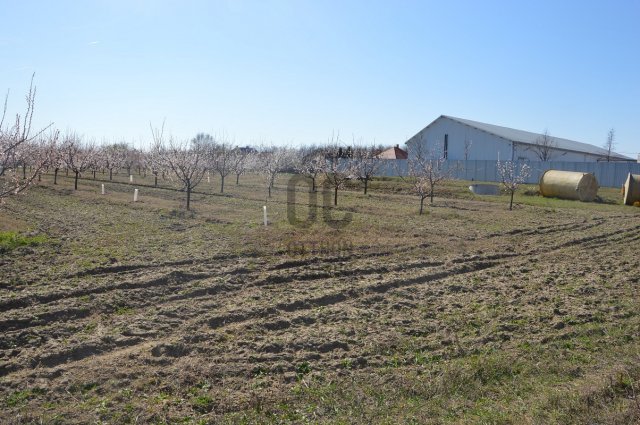 Eladó mezogazdasagi ingatlan, Abonyban 17 M Ft