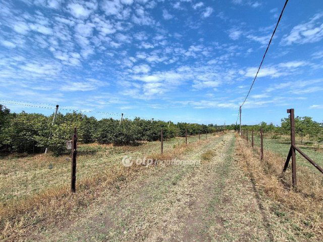 Eladó mezogazdasagi ingatlan, Cegléden 99.99 M Ft