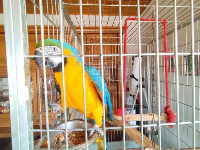 Eladó családi ház, Mátyásdombon 98 M Ft, 4+1 szobás