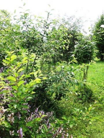 Eladó telek, Pátyon 20 M Ft / költözzbe.hu