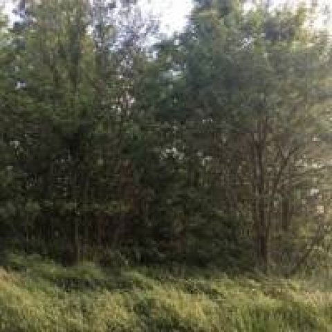 Eladó mezogazdasagi ingatlan, Péterin 25.9 M Ft