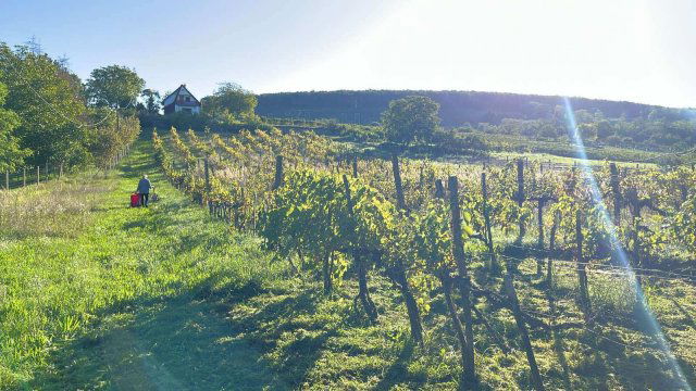 Eladó mezogazdasagi ingatlan, Balatonlelleén 32.5 M Ft