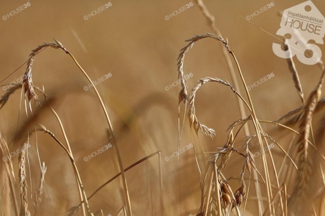 Eladó telek, Csemőn 32 M Ft / költözzbe.hu