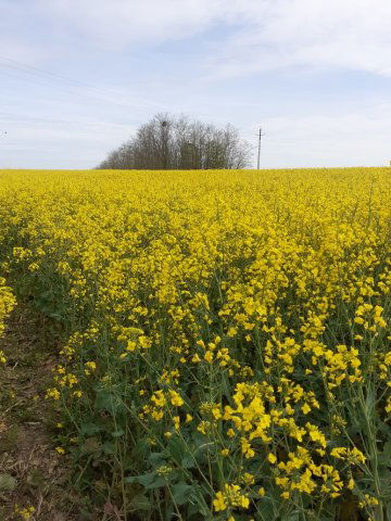 Eladó telek, Pápakovácsin 24.9 M Ft / költözzbe.hu