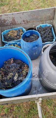 Eladó mezogazdasagi ingatlan, Magyarpolányban 15.5 M Ft