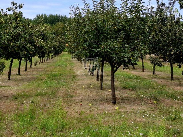 Eladó mezogazdasagi ingatlan, Péterin 11 M Ft