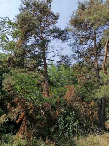 Eladó telek, Kecskeméten 3.5 M Ft / költözzbe.hu