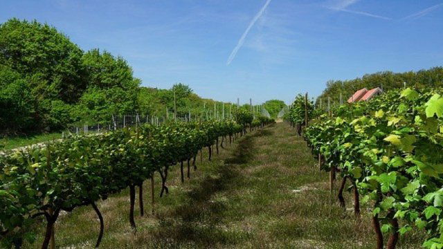 Eladó mezogazdasagi ingatlan, Vászolyon 29 M Ft