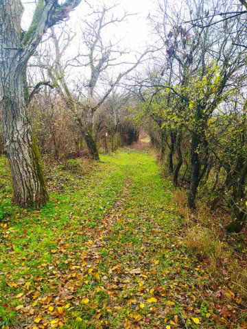 Eladó mezogazdasagi ingatlan, Verőcén 18.99 M Ft