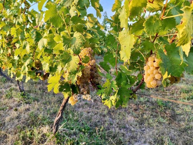 Eladó telek, Csopakon 8.3 M Ft / költözzbe.hu