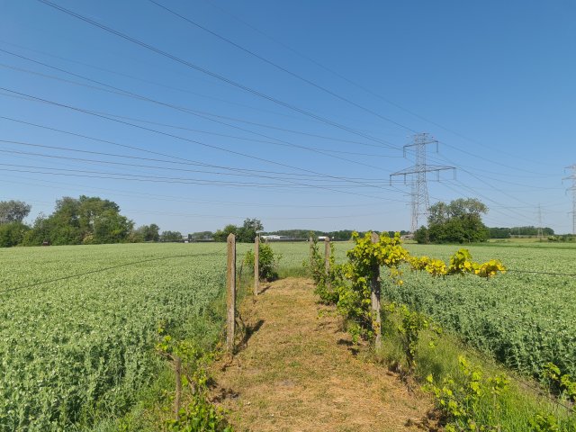 Eladó családi ház, Mosonszentmiklóson 45 M Ft, 3 szobás