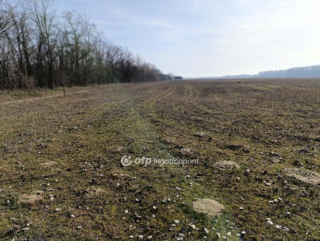 Eladó mezogazdasagi ingatlan, Bácsalmáson 728 M Ft