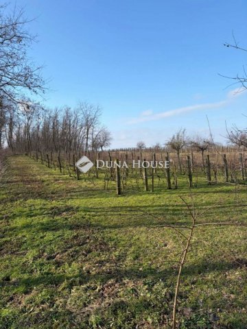 Eladó mezogazdasagi ingatlan, Kisbéren 6.5 M Ft, 1 szobás