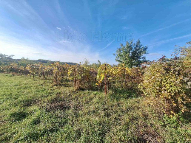 Eladó mezogazdasagi ingatlan, Tabon 1.3 M Ft / költözzbe.hu