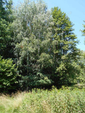 Eladó családi ház, Hegyhátszentjakabon 28 M Ft, 2 szobás