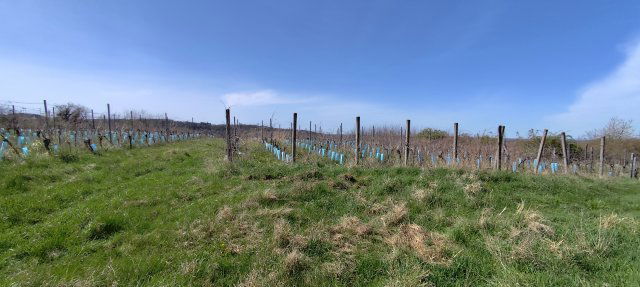 Eladó mezogazdasagi ingatlan, Zalaszentgróton 3 M Ft