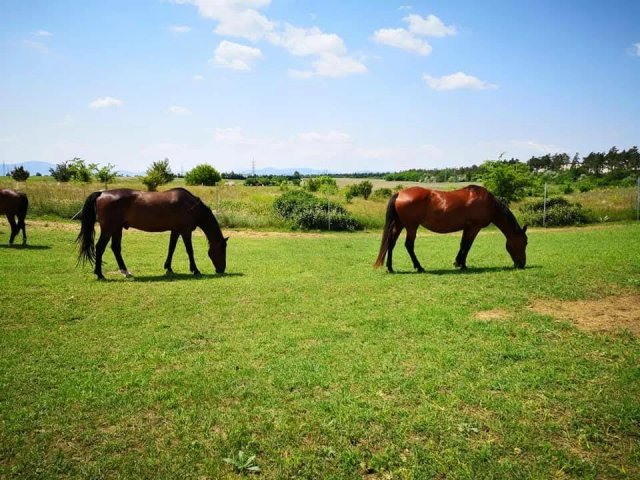 Eladó mezogazdasagi ingatlan, Fóton 149 M Ft