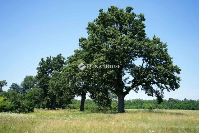 Eladó mezogazdasagi ingatlan, Somogyváron 390 M Ft