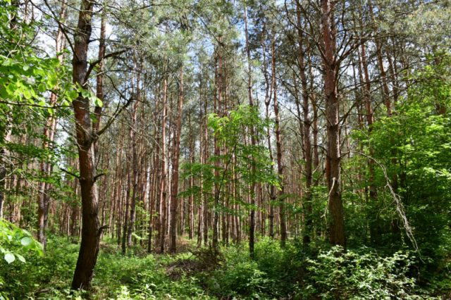 Eladó mezogazdasagi ingatlan, Dabason 89 M Ft