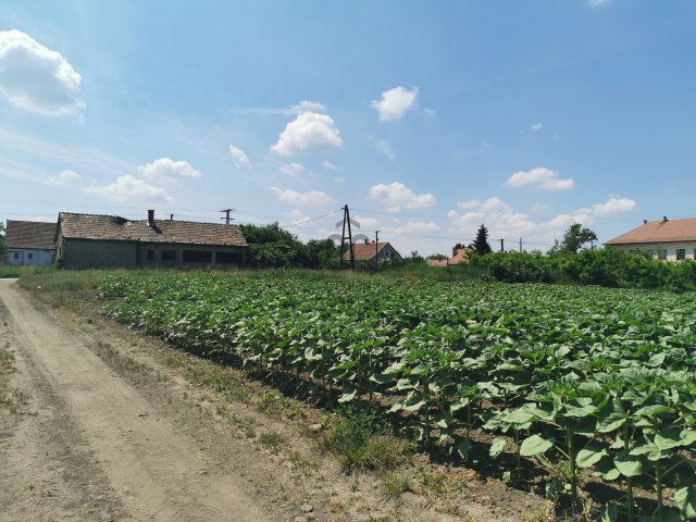 Eladó telek, Tiszacsegén 3.3 M Ft / költözzbe.hu