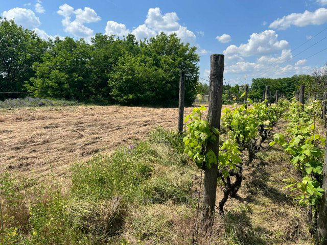 Eladó telek, Kecskeméten 15 M Ft / költözzbe.hu