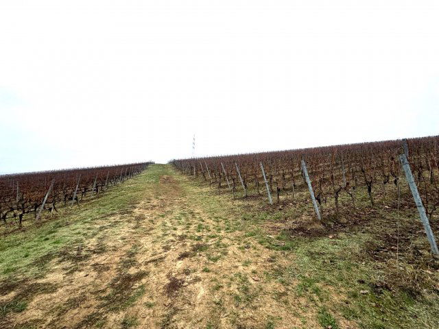 Eladó mezogazdasagi ingatlan, Villányban 95 M Ft