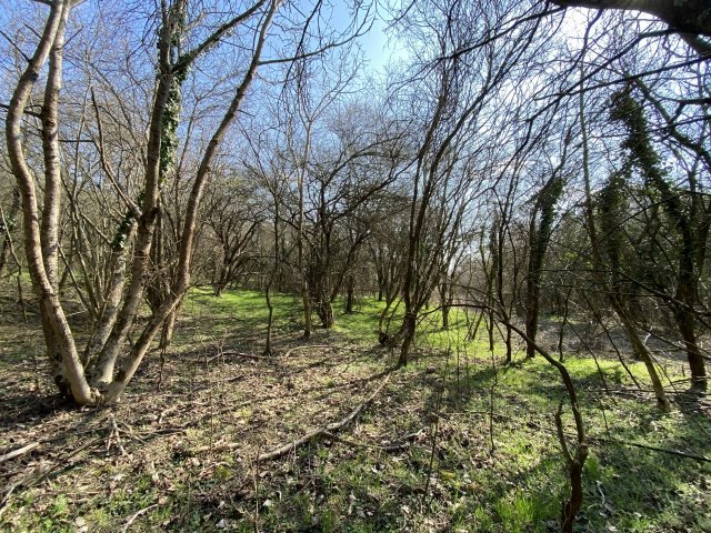 Eladó telek, Zalacsányon 5.5 M Ft / költözzbe.hu