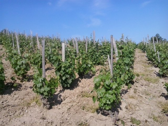 Eladó mezogazdasagi ingatlan, Tokajban 48 M Ft