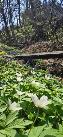 Eladó telek, Vasváron 5.5 M Ft / költözzbe.hu