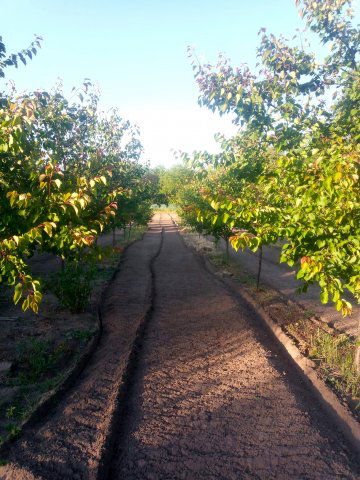 Eladó mezogazdasagi ingatlan, Ásotthalmán 4.2 M Ft