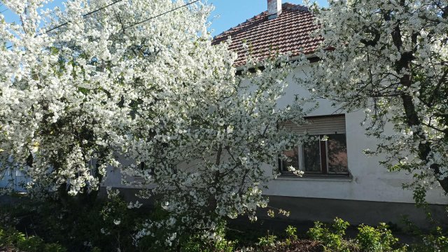 Eladó családi ház, Törökszentmiklóson 7.5 M Ft, 2 szobás