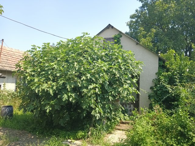 Eladó családi ház, Bodrogkeresztúron 29.9 M Ft, 3 szobás